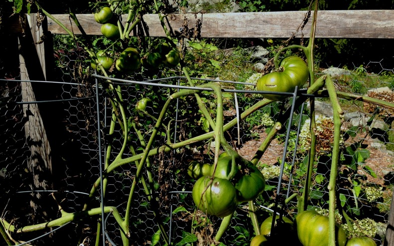 Green tomatoes 790 xxx
